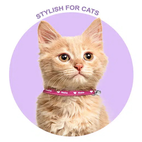 Personalised cat collar