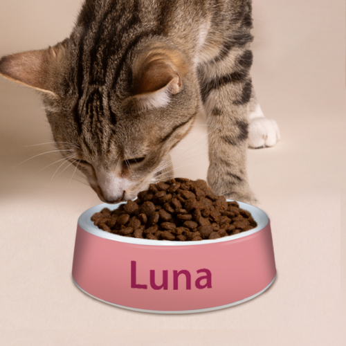 Cat Food Bowls | Cash's